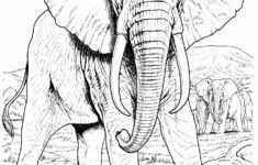 Elephant Coloring Pages For Adults Best Coloring Pages For Kids