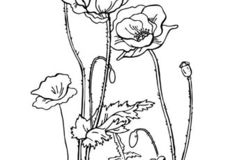 Pictures To Color Printable