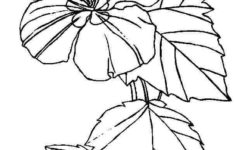 Free Printable Hibiscus Coloring Pages For Kids