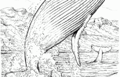 Free Whale Coloring Pages