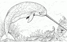 Free Whale Coloring Pages