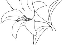 Easter Lily Spring Flower Coloring Page throughout Easter Lily Coloring Page Printable